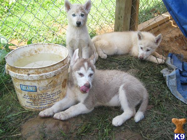 Puppies in Maryville